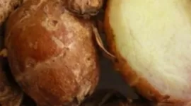 Banyak penyakit yang dapat diredakan dengan menggunakan kencur. (Dok. Indonesia.go.id)