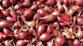 Harga Bawang Merah Mengalami Kenaikan. (Pixabay.com/Hans)