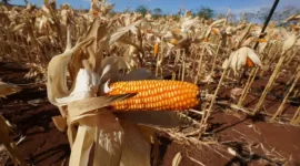 Situasi produksi jagung di beberapa sentra produsen yang saat ini tengah melimpah. (Dok. Tim Komunikasi Bapanas)